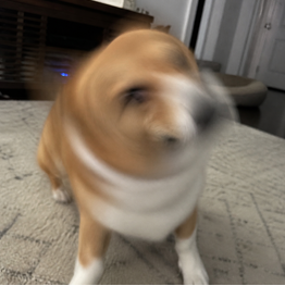 Pet photo to avoid because it is blurry