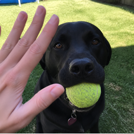Pet photo to avoid because the face is covered