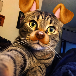 Pet photo to avoid because a face filter is used