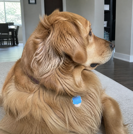 Pet photo to avoid because the pet is looking away