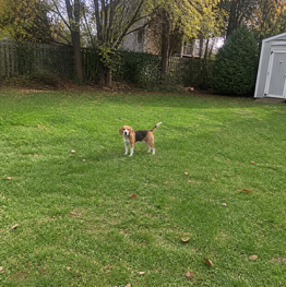 Pet photo to avoid because the pet is too far away
